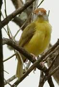 Rufous-browed Peppershrike