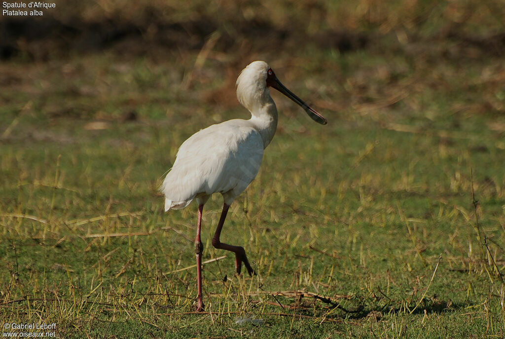 African Spoonbill