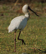 African Spoonbill