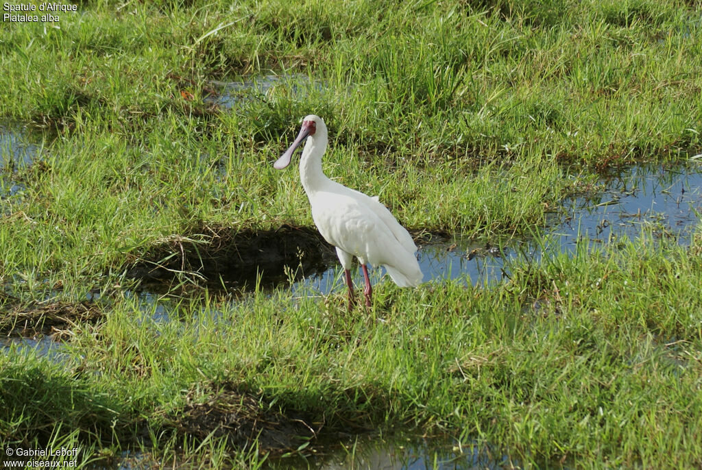 African Spoonbill