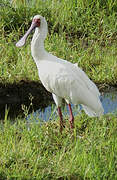 African Spoonbill