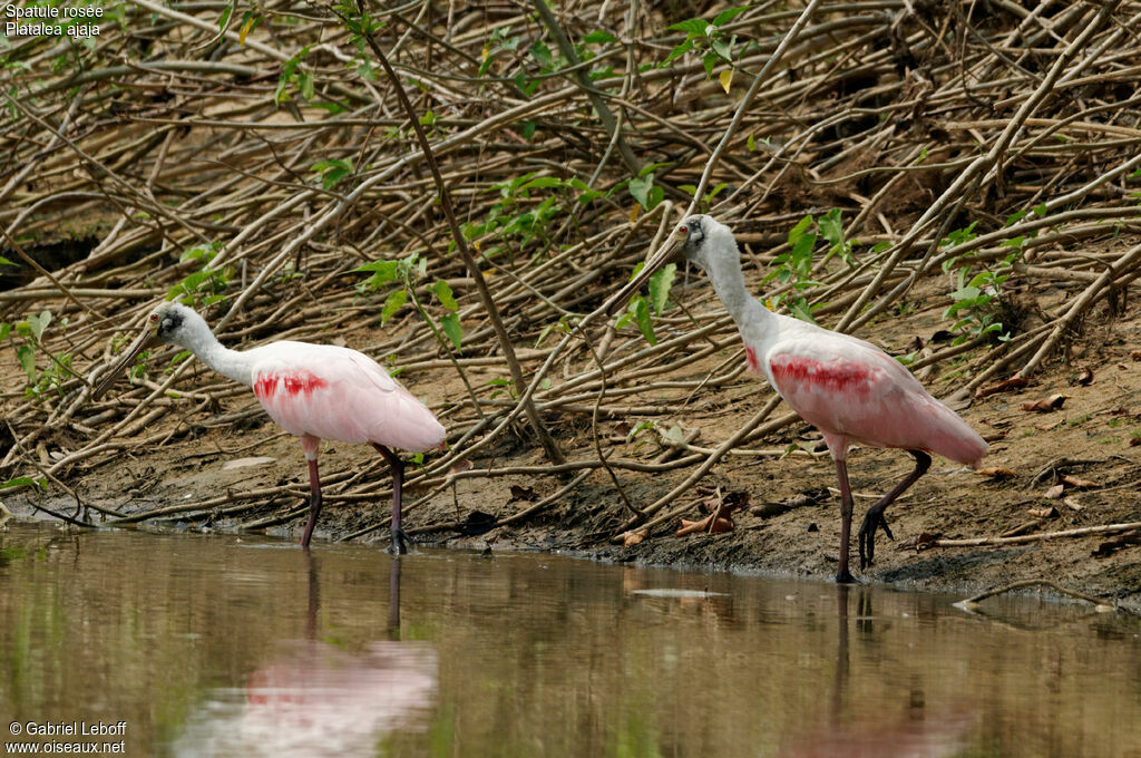 Roseate Spoonbill