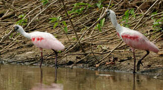 Roseate Spoonbill