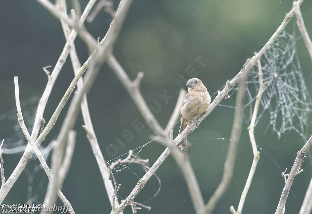 Large-billed Seed Finch female