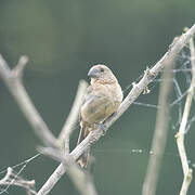 Large-billed Seed Finch