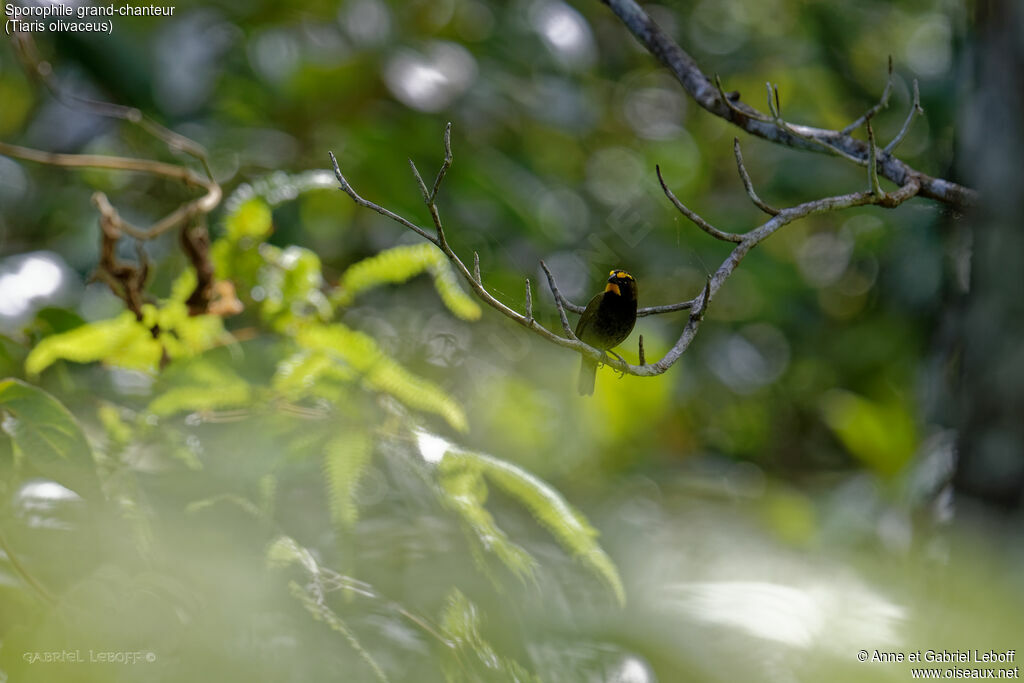 Yellow-faced Grassquit male