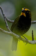 Yellow-faced Grassquit