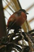 Ruddy-breasted Seedeater