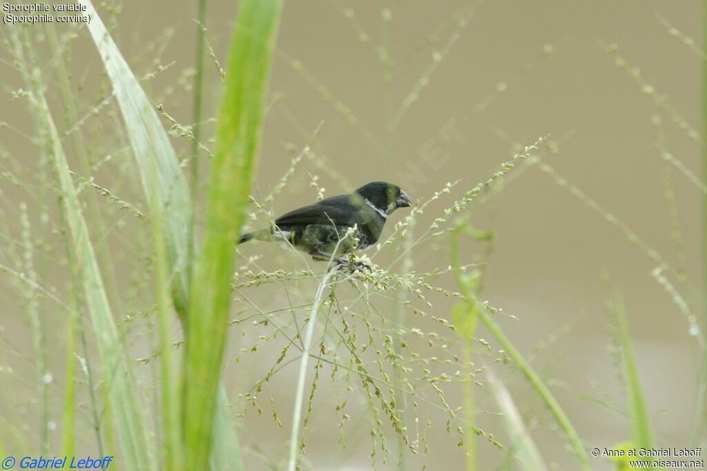 Variable Seedeater male adult