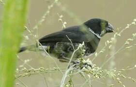 Variable Seedeater