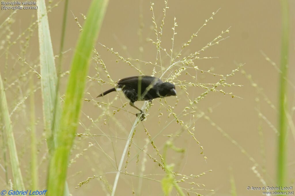 Variable Seedeater male adult