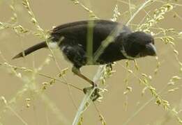 Variable Seedeater