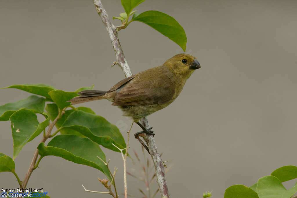 Sporophile variable femelle adulte, identification