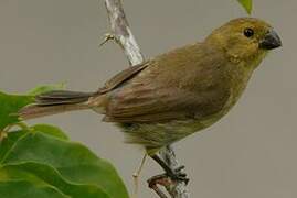 Variable Seedeater