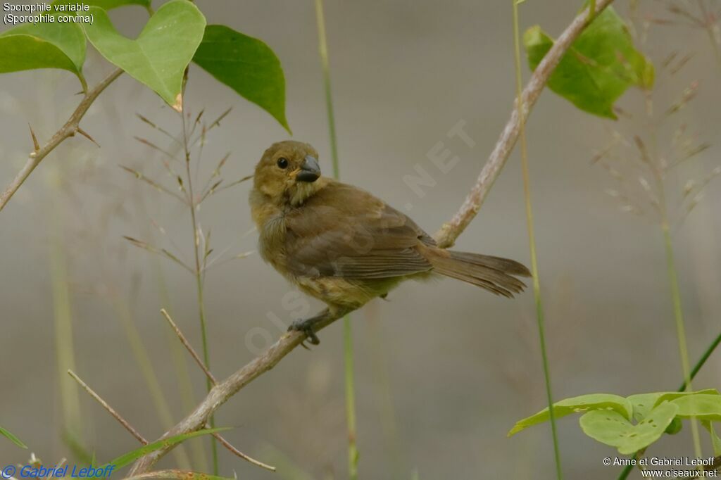 Variable Seedeater female adult