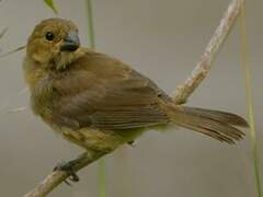 Variable Seedeater