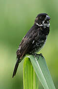 Variable Seedeater