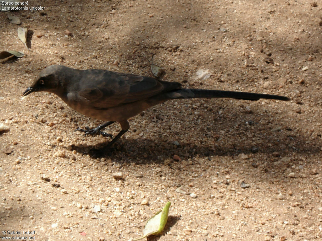 Ashy Starling