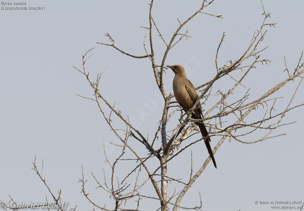 Ashy Starling