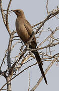 Ashy Starling