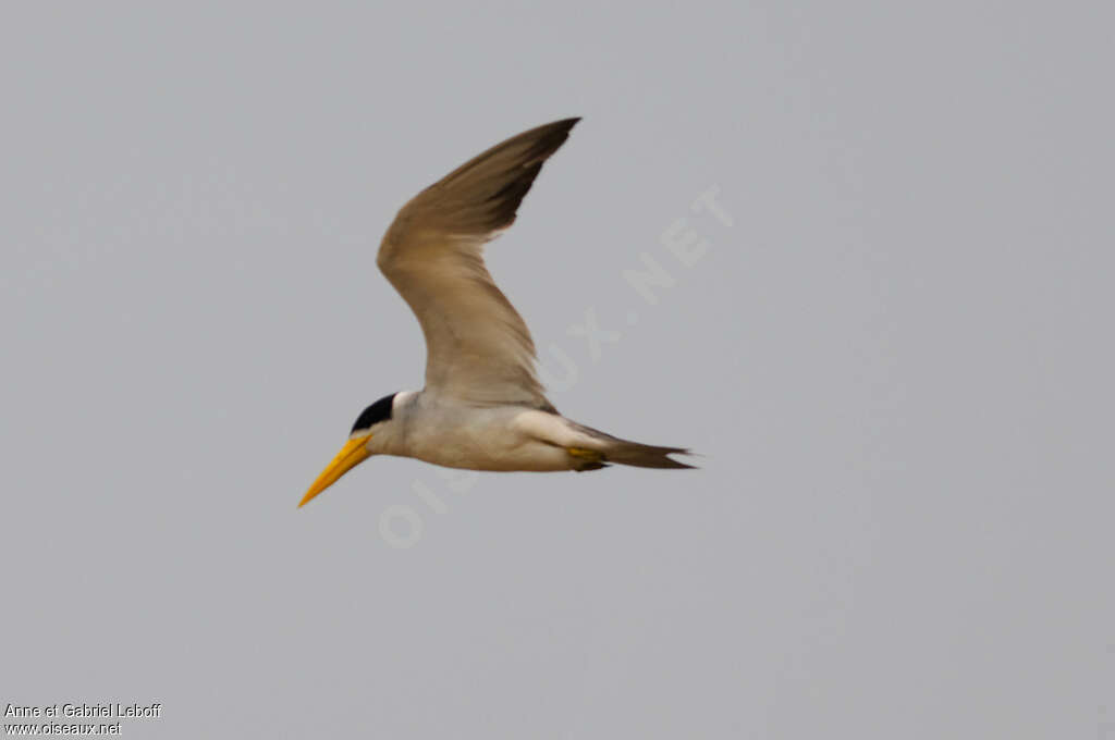 Large-billed Ternadult, Flight