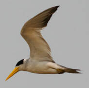 Large-billed Tern