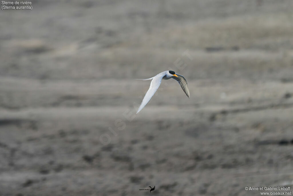 Sterne de rivière