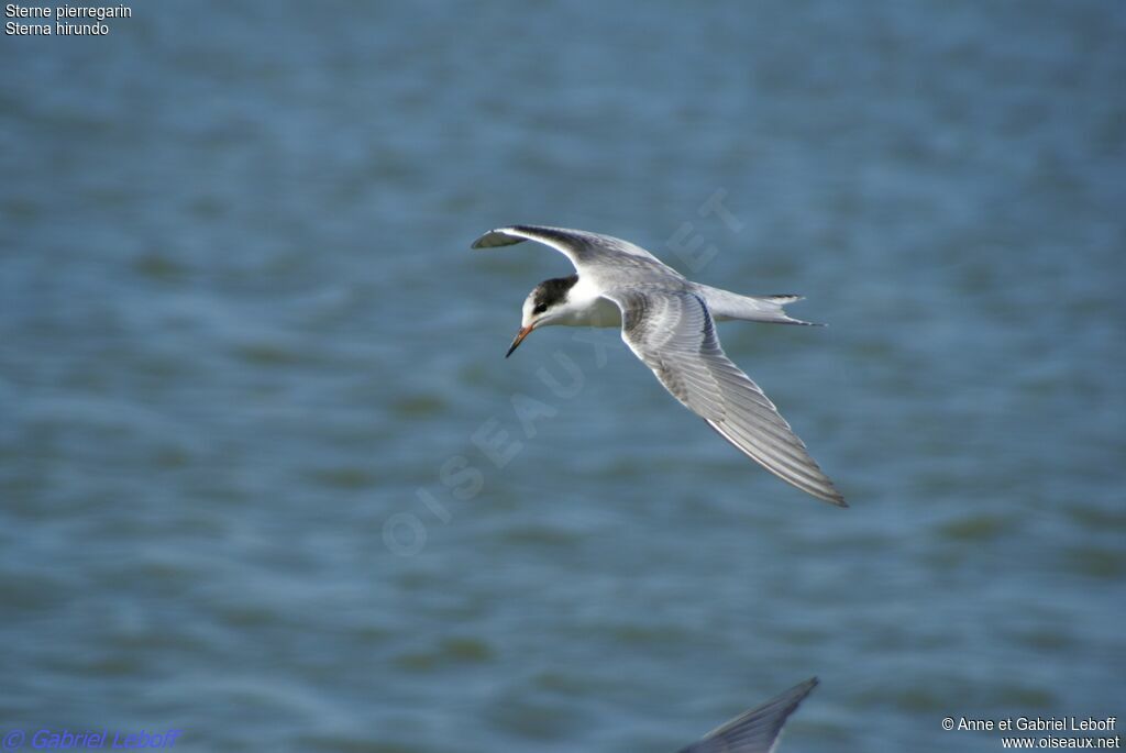 Common Tern