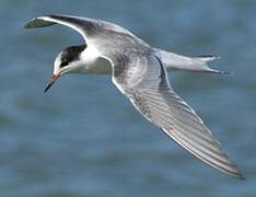 Common Tern