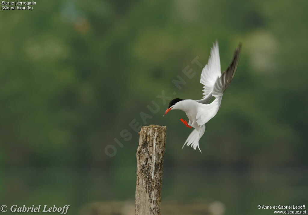 Common Tern