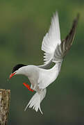 Common Tern