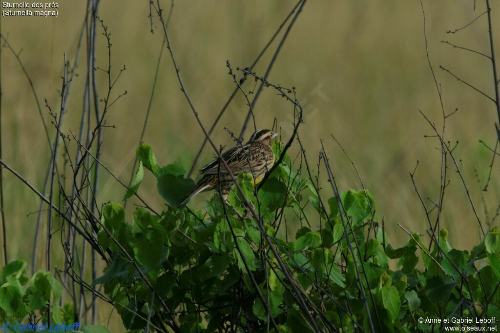 Eastern Meadowlarkadult