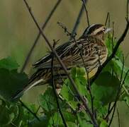 Eastern Meadowlark