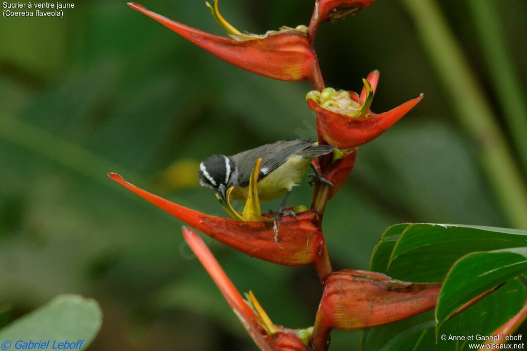 Bananaquitadult