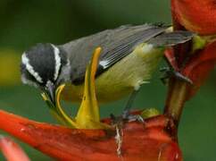 Bananaquit