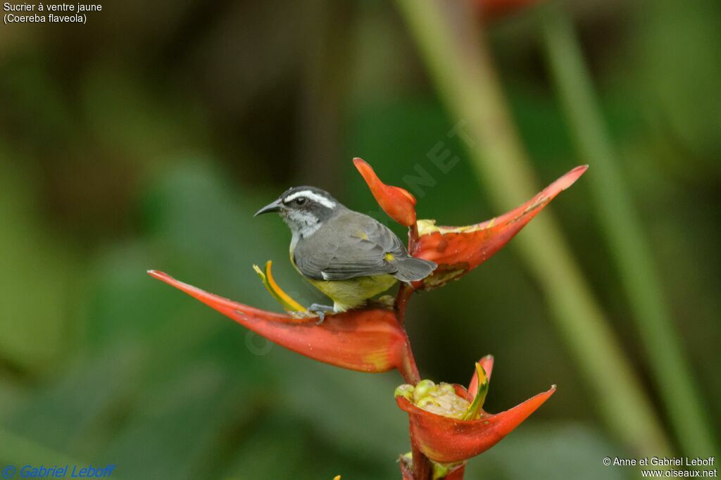 Bananaquit