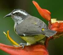 Bananaquit