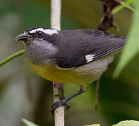 Bananaquit