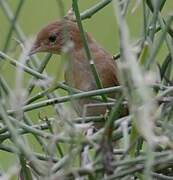 Pale-breasted Spinetail