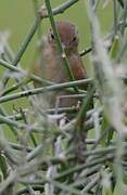 Pale-breasted Spinetail