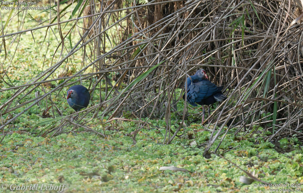 Grey-headed Swamphen