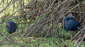 Grey-headed Swamphen