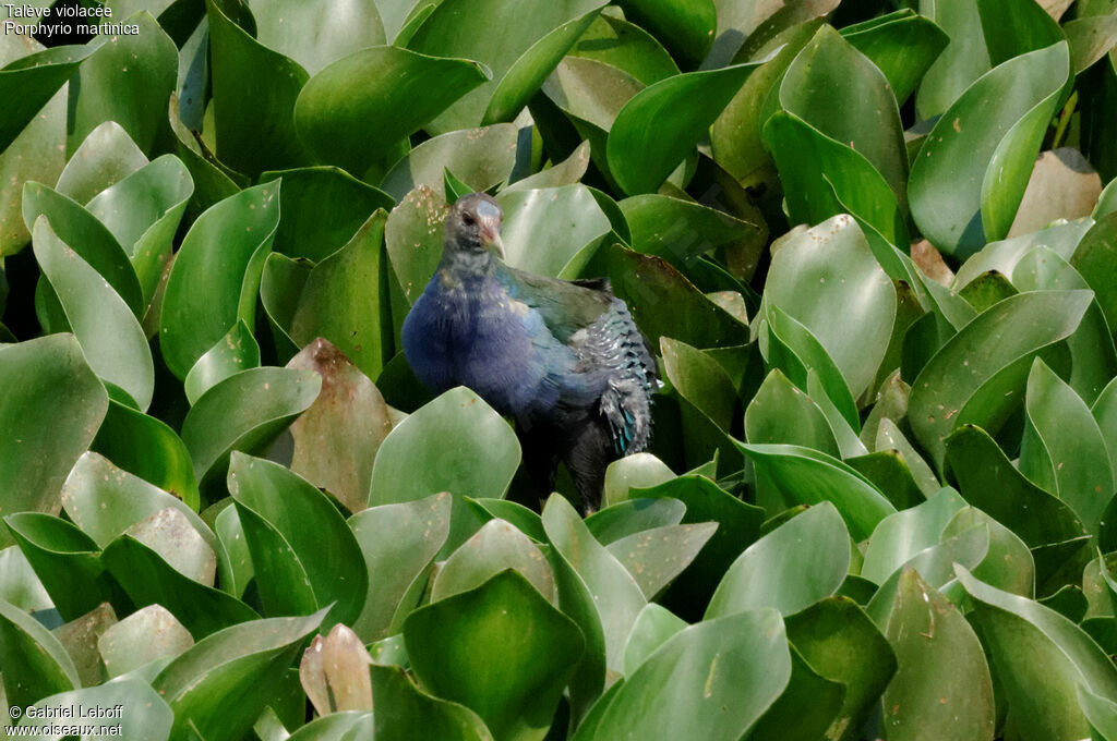 Purple Gallinule