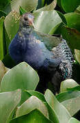 Purple Gallinule