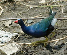 Purple Gallinule