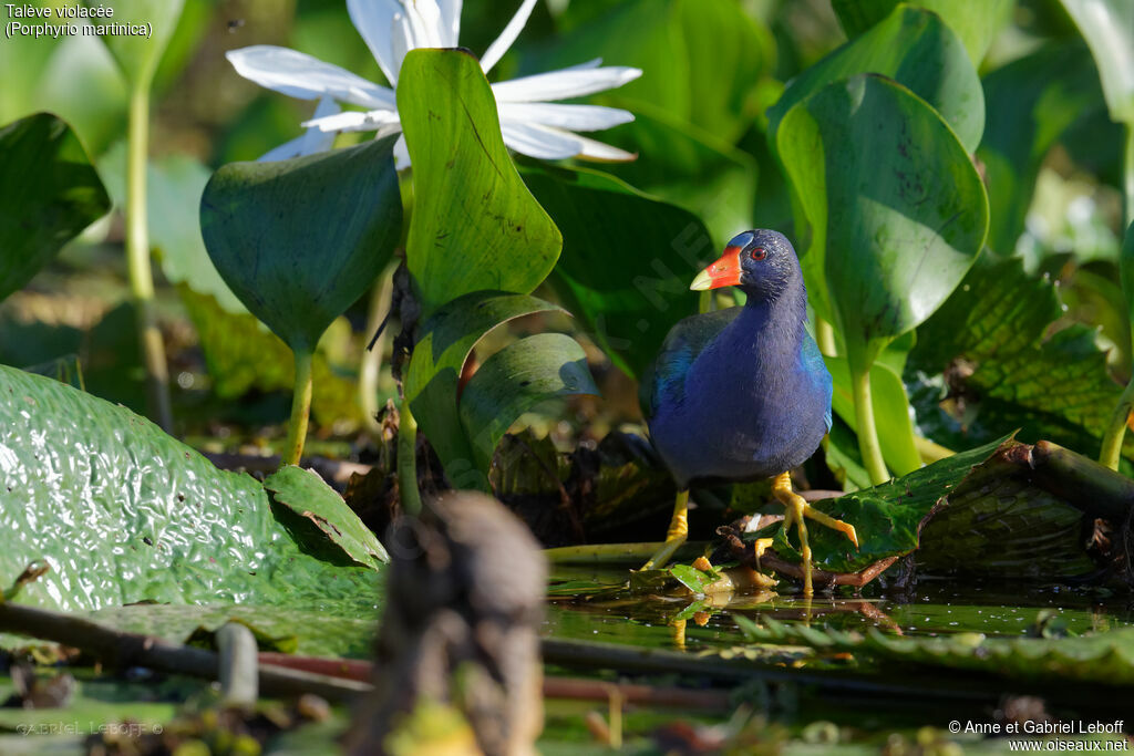 Purple Gallinule