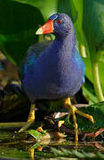 Purple Gallinule