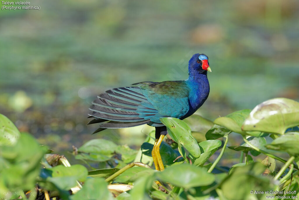 Purple Gallinule