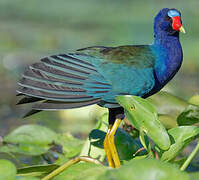 Purple Gallinule