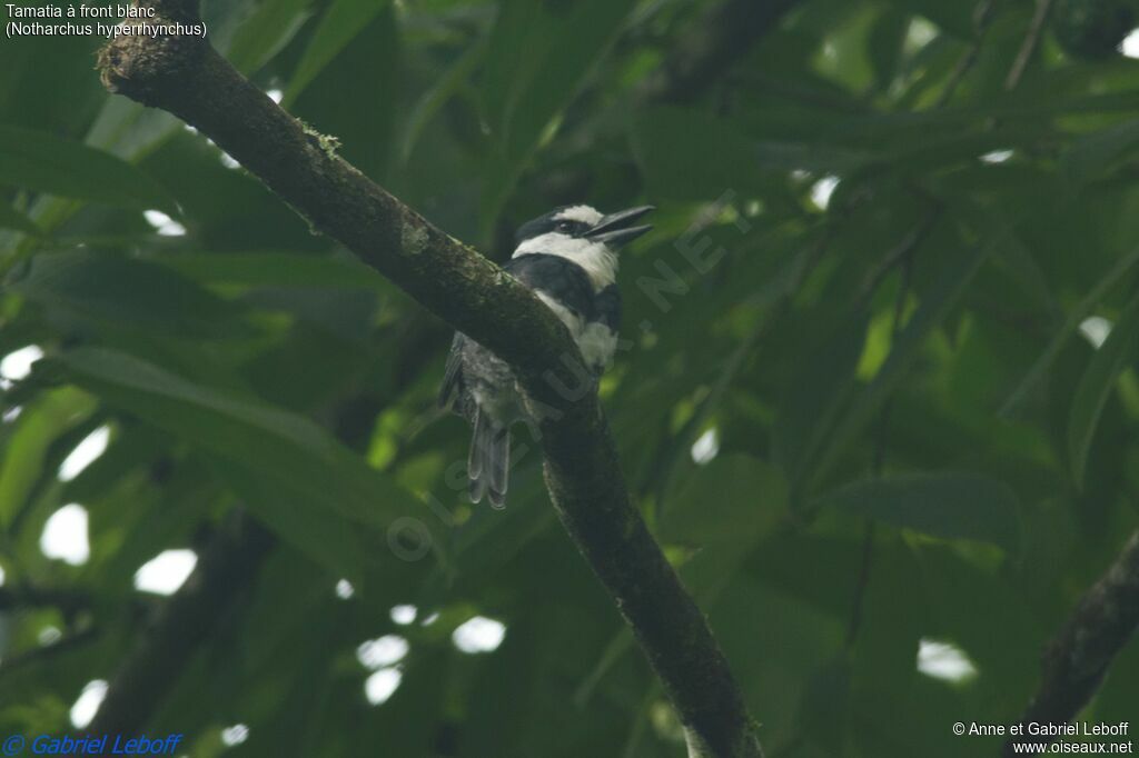 White-necked Puffbirdadult